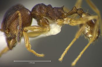 Media type: image;   Entomology 34377 Aspect: habitus lateral view